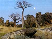 Boab_Trees.jpg